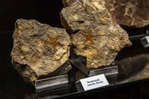 Muzeum dinozaurów - Polska