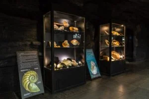 Wystawa w muzeum dinozaurów