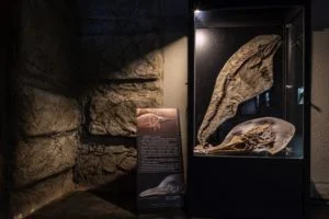 Muzeum dinozaurów - polskie eksponaty