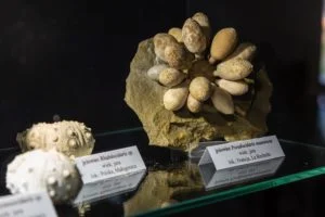 Kości dinozaurów muzeum