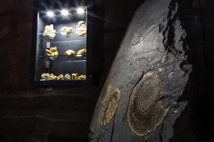 Eksponaty w muzeum dinozaurów