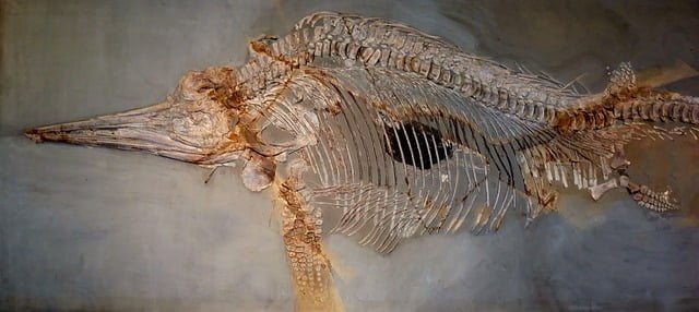 Ichtiozaur - szkielet