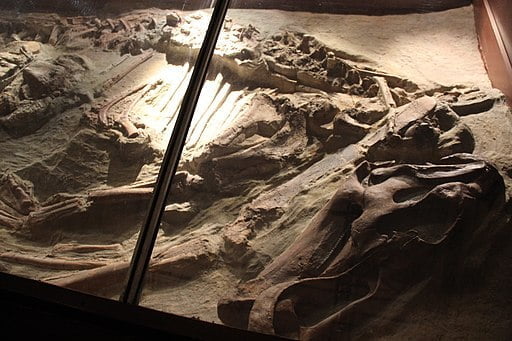 skamieniałości Iguanodona w Muzeum Historii Naturalnej