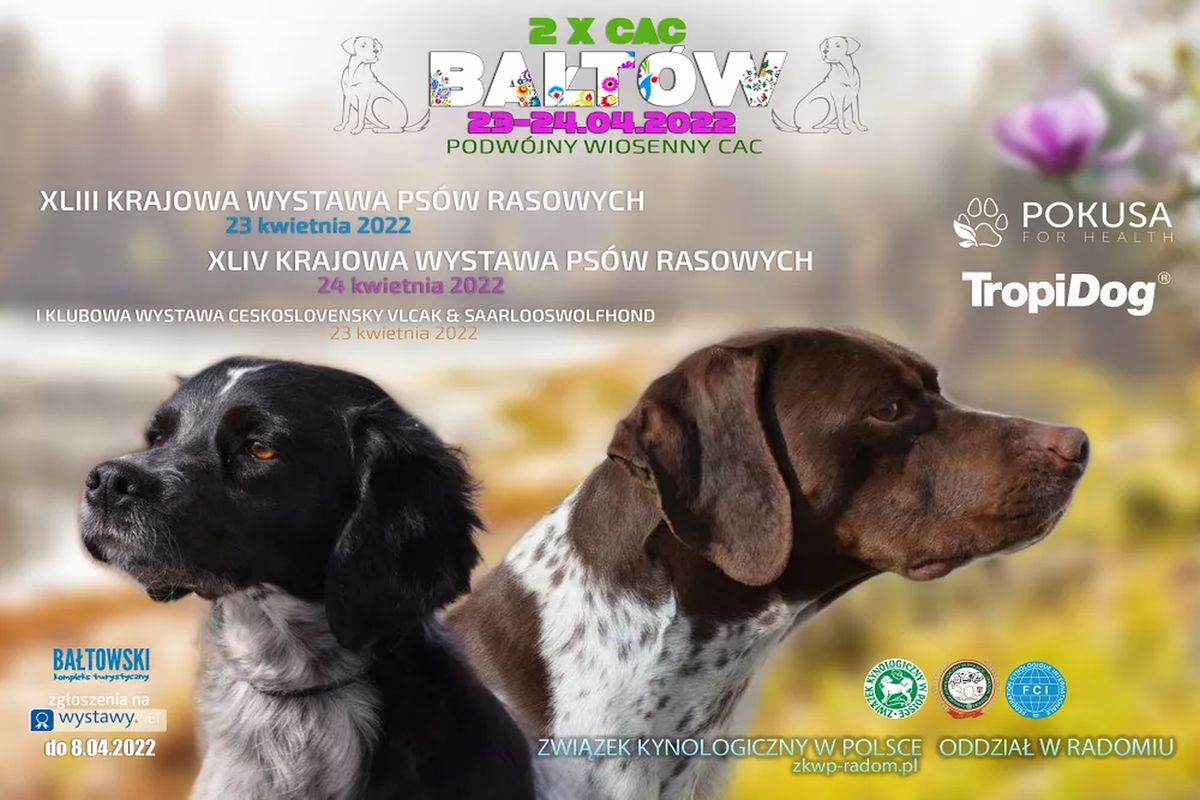 wystawa-psow-rasowych-Baltow-2022-