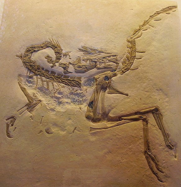 Skamielina dinozaura z rodziny Kompsognatów