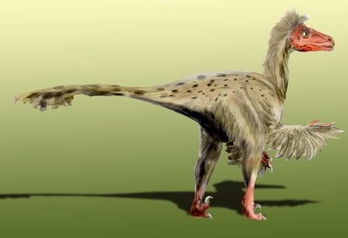 Maniraptor - Dromaeosaurus