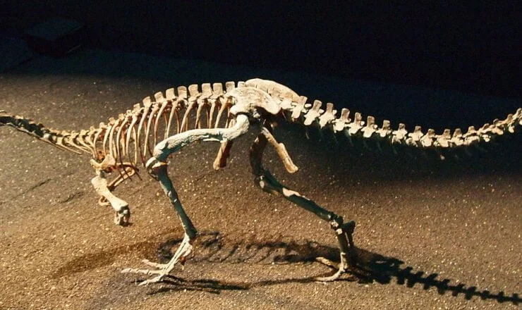Eoraptor szkielet