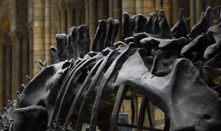 szkielet największego dinozaura