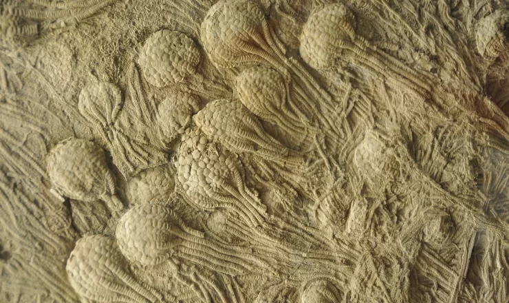 skamieniałości paleozoiku