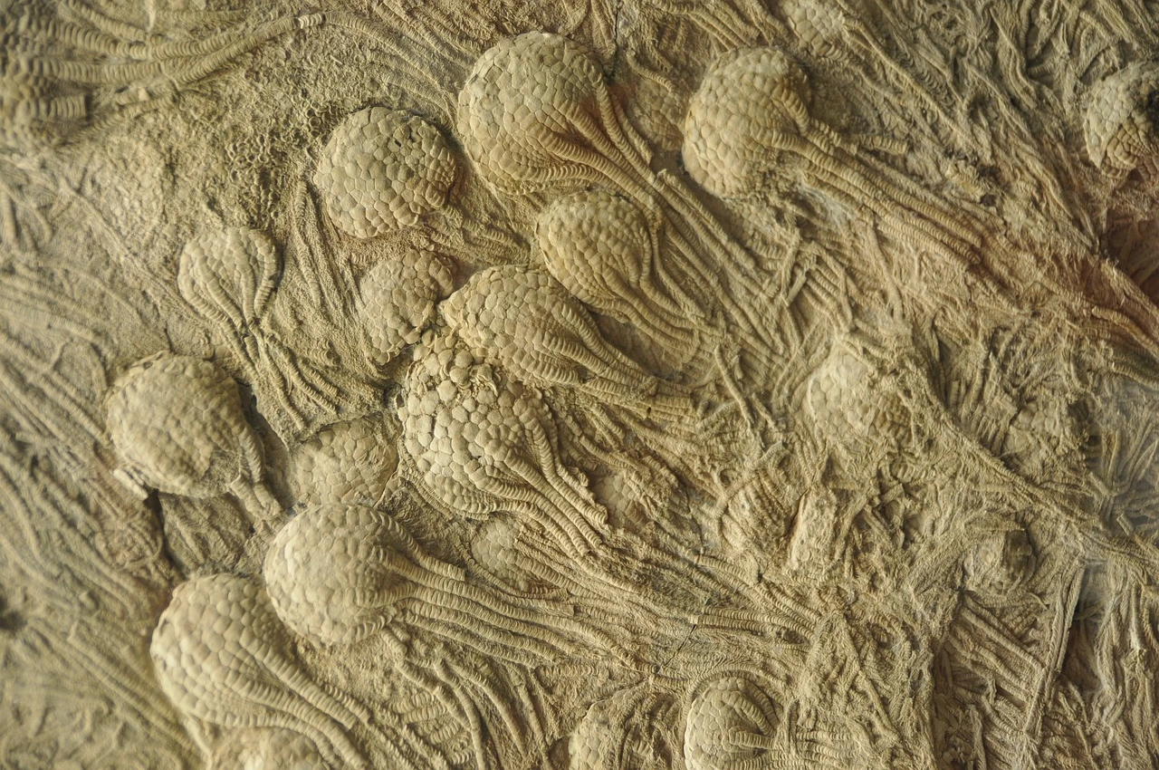 skamieniałości paleozoiku